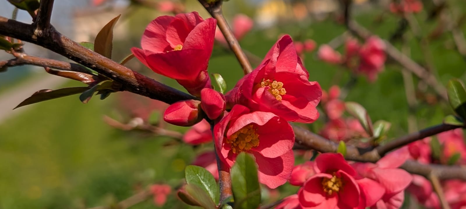 Cotogno del Giappone in fiore