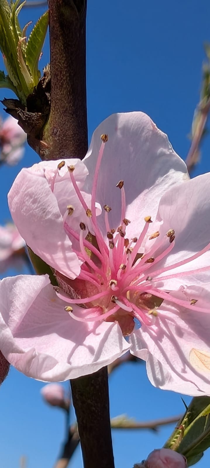 Fiore di pesco